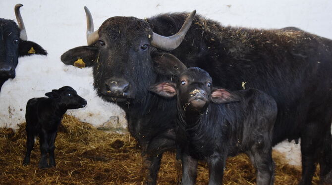 Dem Kalb wäre es draußen noch zu kalt. FOTOS: WURSTER Dem Kalb wäre es draußen noch zu kalt. FOTOS: WURSTER
