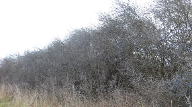 Hecke im Baugebiet »Im Grund« in Ofterdingen, die abgeholzt wurde.