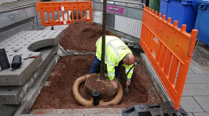 Thomas Eberle verlegt die Leitungen, mit denen jede Hopfenbuche in der Beutterstraße bewässert wird. Thomas Eberle verlegt die Leitungen, mit denen jede Hopfenbuche in der Beutterstraße bewässert wird.