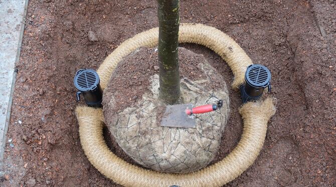 Um jeden Wurzelballen läuft ein kokosummanteltes Drainagerohr