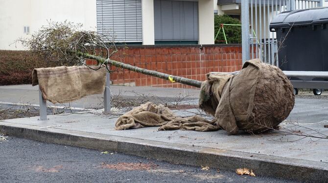 Gepflanzt werden Stämme, die schätzungsweise zehn Jahre alt und bereits vier bis fünf Meter hoch sind.