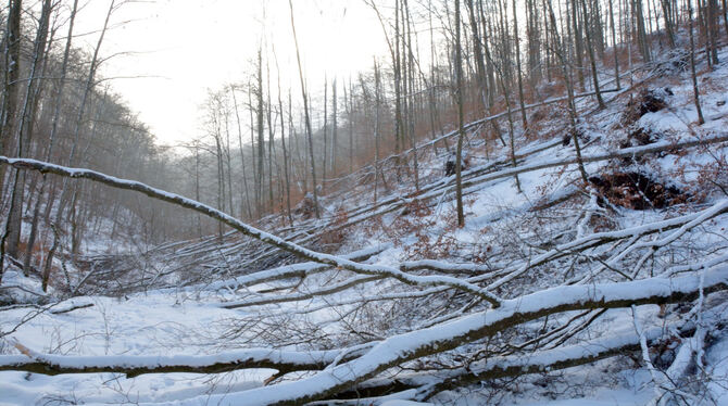 So wie hier zwischen Genkingen und Öschingen hat auch im St. Johanner Wald Anfang Januar der Schneebruch reichlich Schaden anger