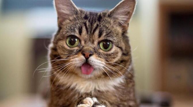 Social-Media-Katze Lil Bub