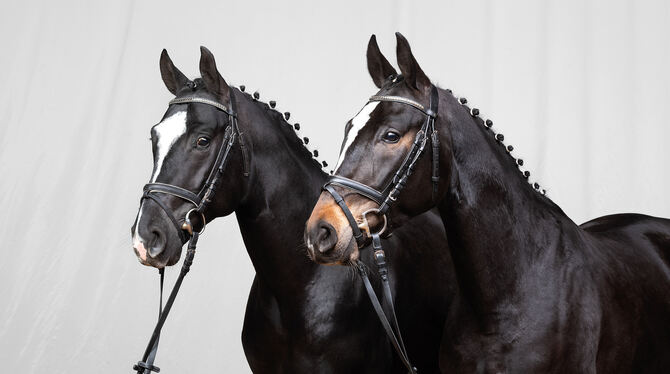 Die Auktionspferde Studiosus und Stella sind Vollgeschwister.  FOTO: KUBE