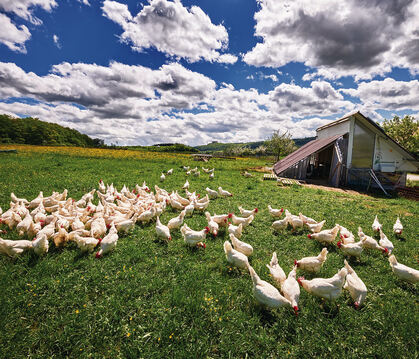 Augenweide: Die Hühner aus dem mobilen Stall grasen eine Wiese nach den anderen ab. FOTO: ALBLUST, HEINZ HEISS