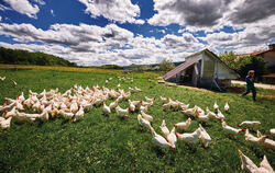 Augenweide: Die Hühner aus dem mobilen Stall grasen eine Wiese nach den anderen ab. FOTO: ALBLUST, HEINZ HEISS