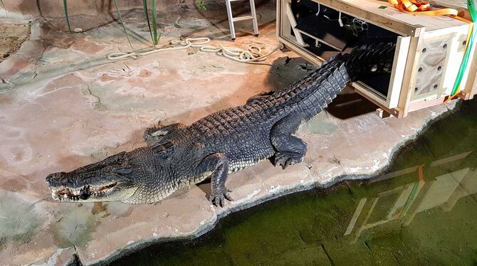 Zögerlich verließ Leistenkrokodil Frederick seine Transportbox. Zögerlich verließ Leistenkrokodil Frederick seine Transportbox.