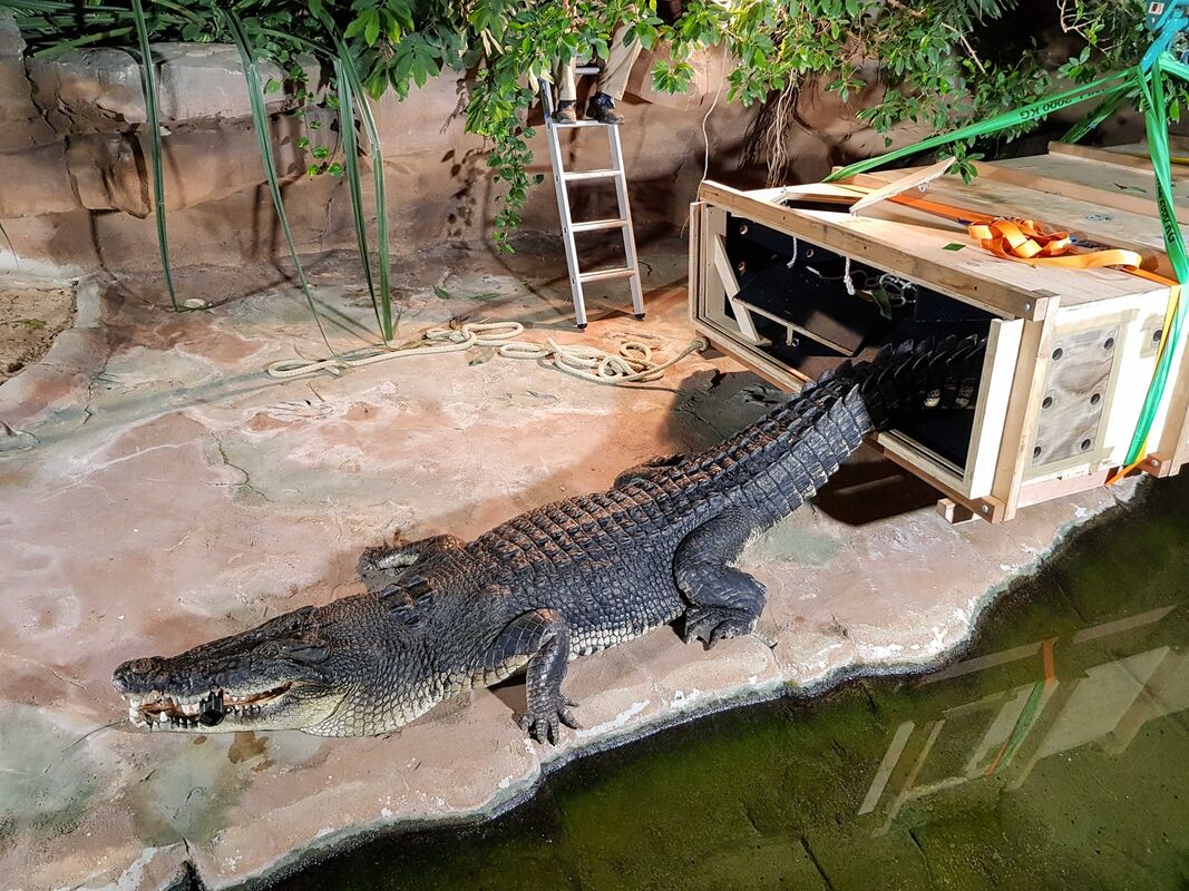 das größte Krokodil der Welt