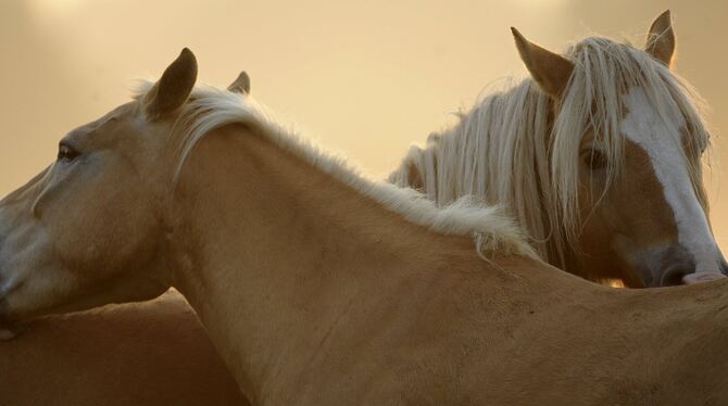 Pferde rangieren in der Liste der geruchsintensiven Tierhaltung ziemlich weit vorne.  FOTO: DPA