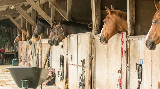 Pferde rangieren in der Liste der geruchsintensiven Tierhaltung ziemlich weit vorne
