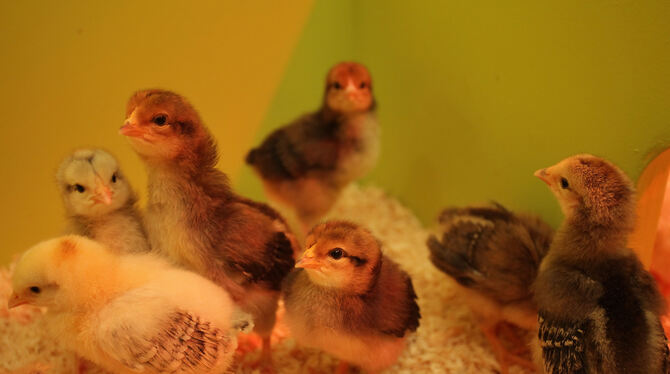 Küken im Naturkundemuseum.  FOTO: PR