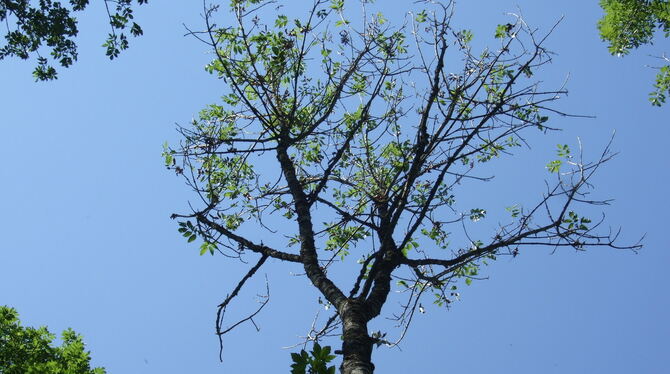 Ein sichtbar geschädigter Baum: Eschentriebsterben im Rammert.  FOTO: KÖBERLE