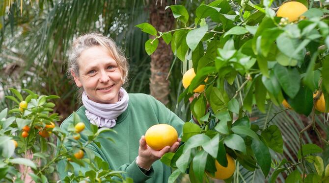 Gärtnerin Sonja Wegner zeigt eine Frucht des Grapefruitbaumes, der sich seit 2005 in der Zitruspflanzen-Sammlung der Wilhelma in