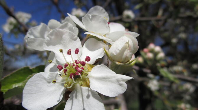 Der Frühling steht vor der Tür: Im  Blüten-Ticker  kann man sehen, wo was blüht.  FOTO: BABICK