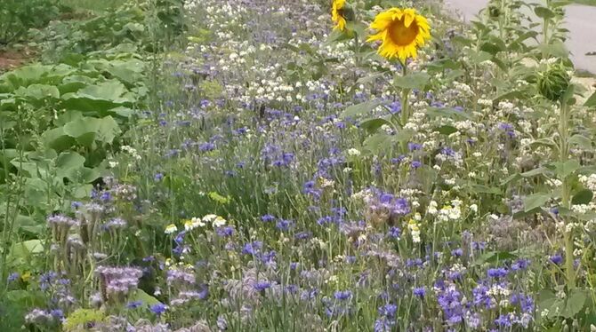 So sehen sie aus: die Blühstreifen auf Ackerflächen, die mehr Lebensraum für Insekten bieten. So sehen sie aus: die Blühstreifen auf Ackerflächen, die mehr Lebensraum für Insekten bieten.