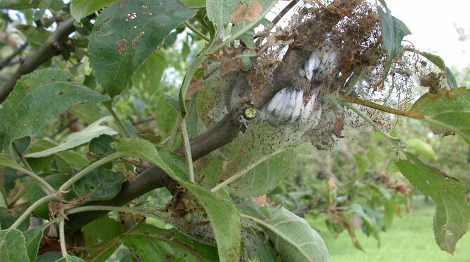 Nicht schön, aber gefräßig: die Apfelgespinstmotte.  FOTO: LANDRATSAMT