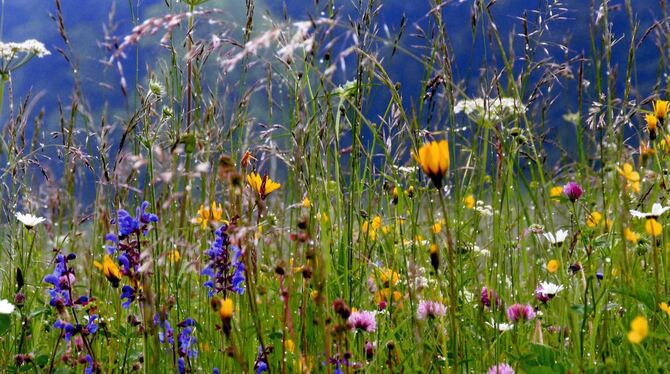 Sonnenbühls Reichtum: die artenreichen blühenden Wiesen.  GEA-ARCHIV-FOTO