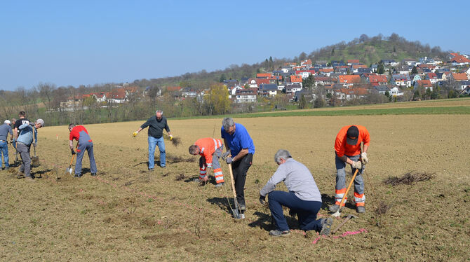 Pflanzaktion anlässlich des  Markungsputzes  in Grafenberg:  Der Albverein hat zusammen mit  dem Bauhof 180  Sträucher gesetzt.