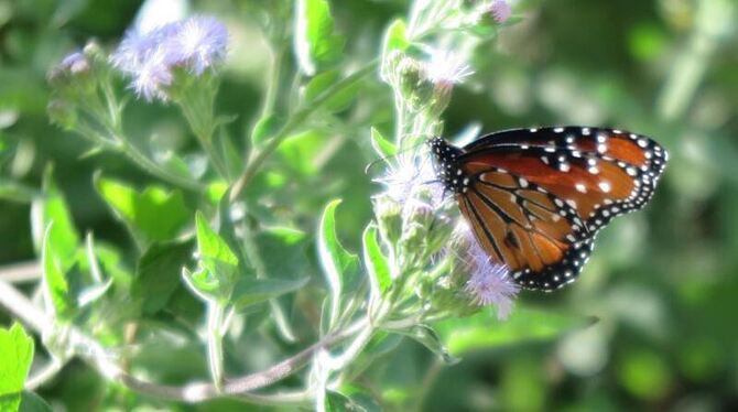 Ein Schmetterling sitzt auf einer Wiese