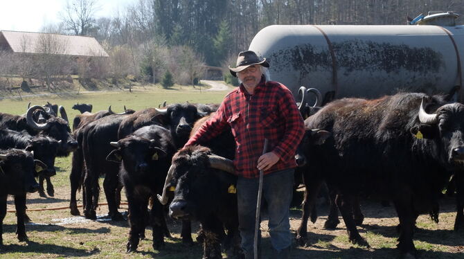 Rund 350 Tiere umfasst Willi Wolfs große Wasserbüffelherde.   FOTOS: HÜWELMEIER