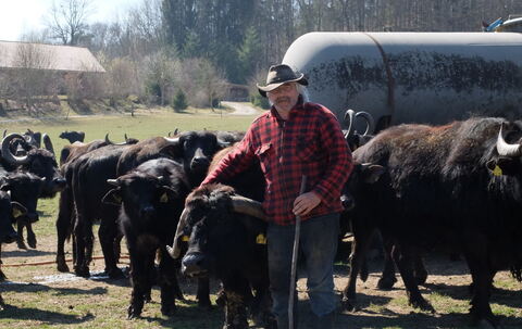 Rund 350 Tiere umfasst Willi Wolfs große Wasserbüffelherde.   FOTOS: HÜWELMEIER