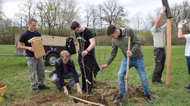 Gemeinsam mit Norbert Saur (Zweiter von links) vom Obst- und Gartenbauverein pflanzen Leon Blenz und Paul Wiedemer die Flatterul