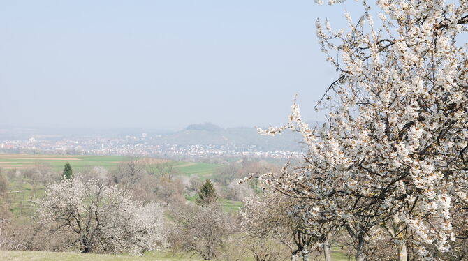 Streuobstblüte zwischen dem Albtrauf bei Glems und Metzingen (hinten).   FOTO: PFISTERER