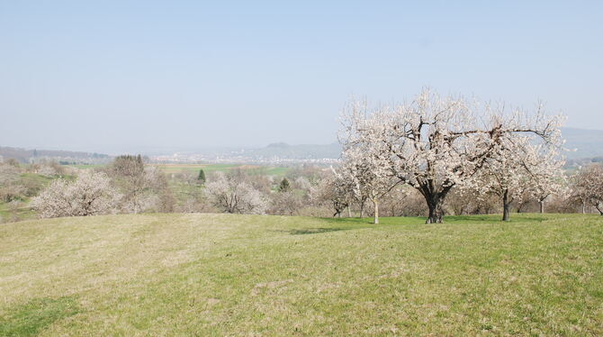 Blütenmeer zwischen dem Albtrauf und Metzingen (hinten): Jede Menge Streuobstbäume haben sich prächtig entfaltet.  FOTO: PFISTE
