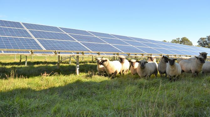 Wiesen von Solarparks werden von Schafen beweidet. Ein ähnliches Bild könnte sich bald im Heutal bieten.  FOTO: ENERGIEBAUERN