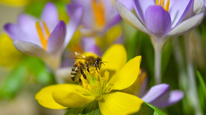 Eine Biene sitzt auf einer Frühlingsblume.