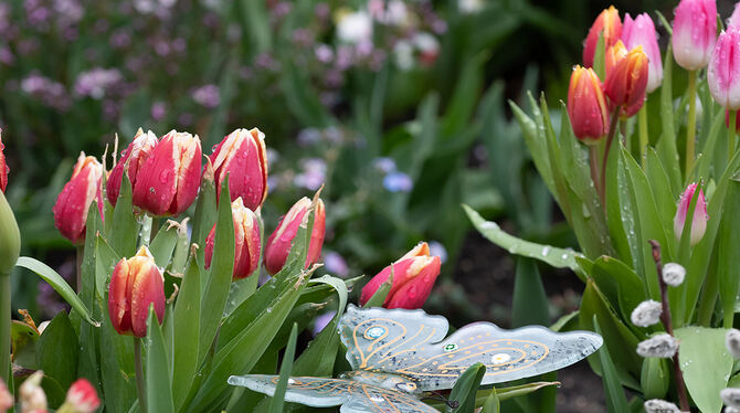 Der zweite Tulpensonntag in Gönningen geht am 28. April über die Bühne.   FOTO: TRINKHAUS