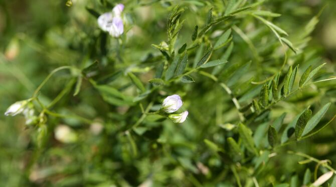 Kleine Blüten, große Wirkung: Alblinsen-Kulturen bietet seltenen Arten Lebensraum.  FOTO: ADOBE  STOCK