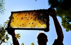 Ein Imker zeigt eine Bienenwabe