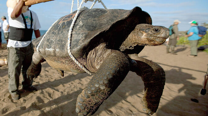 Eine vom Aussterben bedrohte Riesenschildkröte wird von Wissenschaftlern auf die Insel Pinta Island auf Galapagos gebracht.  FOT