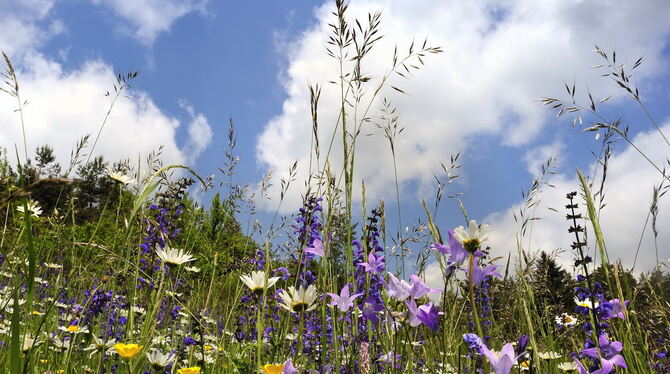 So schön und bunt ist Vielfalt: Artenreiche Wiesen wie diese sind das Kapital der Schwäbischen Alb. FOTO: PULVERMÜLLER