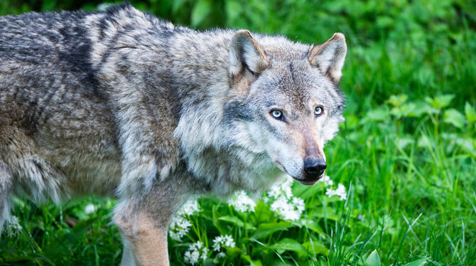 Der Wolf – hier ein Tier in einem Gehege – wird sich früher oder später auch hier in der Region niederlassen.   FOTO: DPA