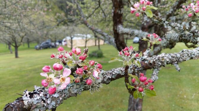 Auf der Alb stehen die Obstbäume noch in Blüte. In Bernloch stammen viele davon noch aus den Anfangszeiten des Vereins.  FOTOS: