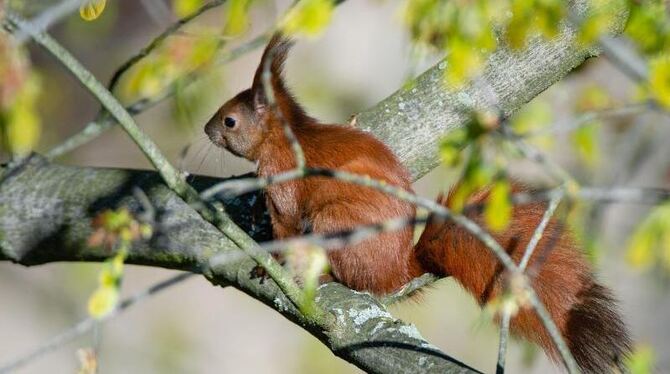 Ein Eichhörnchen Ein Eichhörnchen