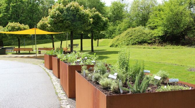 Immer der Nase nach: Die neuen Hochbeete im Kurpark sind mit allerlei duftenden Pflanzen bestückt.  FOTO: STADT