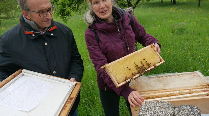 Imkerin Birgit Wester zeigt, assisitiert von Dietmar Bez, Vorsitzender des Kreisobst- und Gartenbauverbands, dass ihre Bienen de