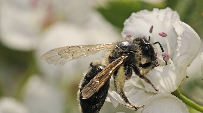 Wildbienen schlüpfen nur im Frühjahr. Deshalb ist es so wichtig, dass sie Blumenwiesen vorfinden.  FOTO: CLAUDIA MOHRA