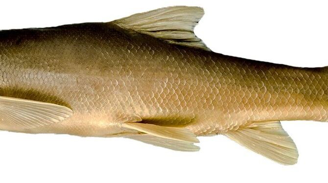 Die Kratzbarbe (Capoeta damascina) aus dem See Homs in Syrien ernährt sich hauptsächlich von Algen. FOTO: UT