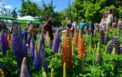 Üppige Pflanzenpracht, betörende Düfte und viele Anregungen für den heimischen Garten: Die Garden Life ist ein Spektakel für all