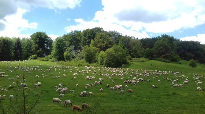 Das Schaf ist die Nummer eins im Biosphärengebiet: Hier wird fast drei Mal so viel Lammfleisch produziert wie verzehrt. In ander
