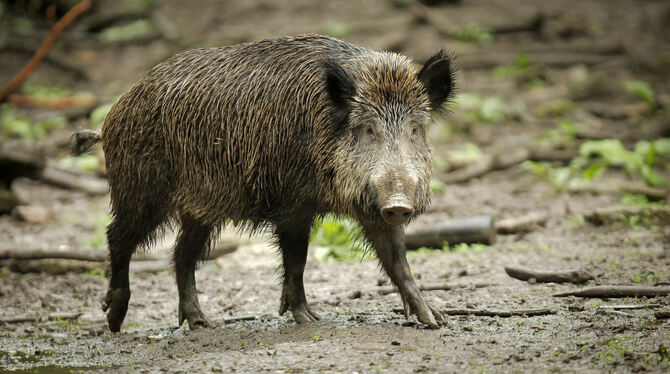 Noch sind die Wildschweine in Deutschland gesund.  FOTO: DPA