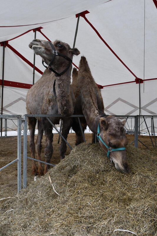 Die friedlich fressenden Kamele sind sibirische Steppenkamele, ebenfalls aus deutscher Zucht wie alle Tiere dieses Zirkus.