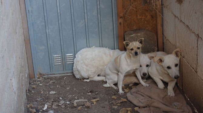 Das Tierheim »Suto Diana« in Italien versorgt 70 bis 80 herrenlose Hunde.  FOTO: VEREIN