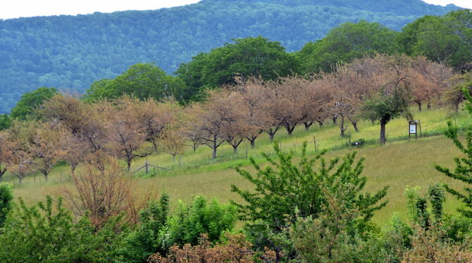 Braun wie im Herbst sehen diese Apfelbäume bei Dettingen aus: Sie können sich nach dem Befall durch die Gespinstmotte nur schwer Braun wie im Herbst sehen diese Apfelbäume bei Dettingen aus: Sie können sich nach dem Befall durch die Gespinstmotte nur schwer
