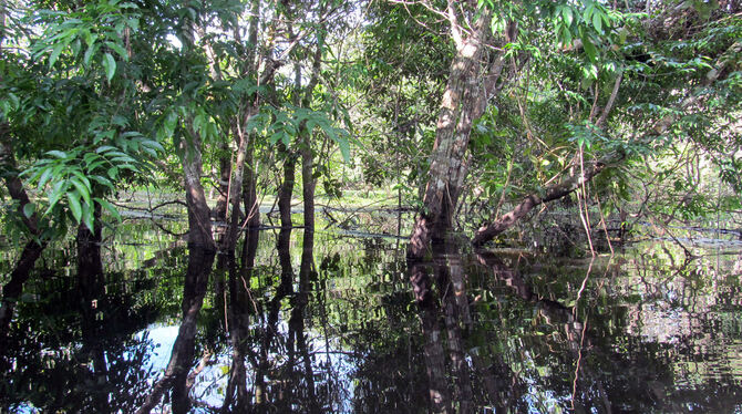 Amazonasgebiet Brasiliens: Gefluteter Auenregenwald am unregulierten Fluss Paranà do Mamori.  FOTOS: CHRISTIANE ZARFL