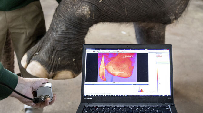 Die Wärmebildkamera nimmt es sogar mit einem Elefantenfuß auf.  FOTO: FRAUNHOFER IPA